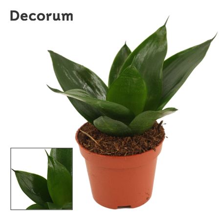 Sansevieria Hahnii Black Jade (decorum)