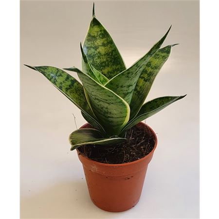 Sansevieria Hahnii Silver Hahnii(decorum)