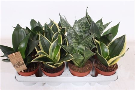 Sansevieria Hahnii Mix