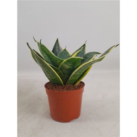 Sansevieria Hahnii Super Hahnii(decorum)