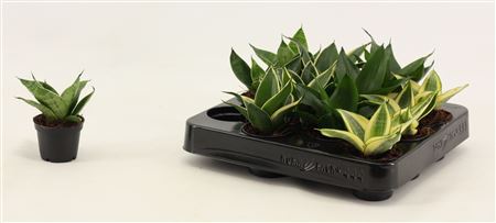 Sansevieria Hahnii Mix