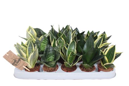 Sansevieria Hahnii Mix