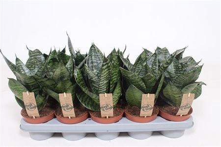 Sansevieria Hahnii