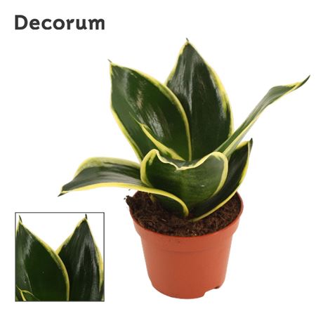 Sansevieria Hahnii Jade Pagoda (decorum)