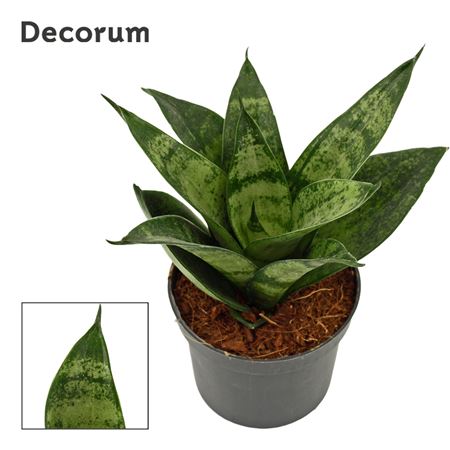 Sansevieria Hahnii Frozen (decorum)
