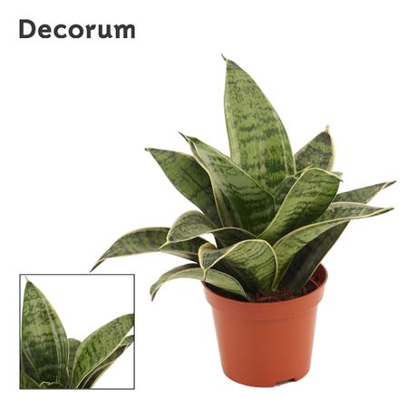 Sansevieria Hahnii Silver Hahnii(decorum)