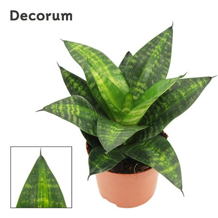 Sansevieria Hahnii 9 Cm Tiger Hahnii (decorum)
