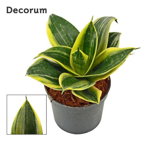 Sansevieria Hahnii Flaming (decorum)