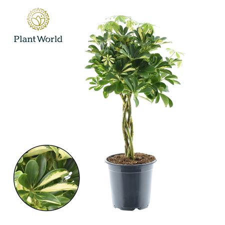 Schefflera Gold Capella Twisted