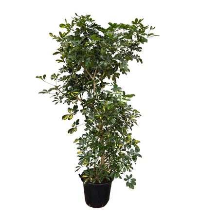 Schefflera Arboricola Gold Capella