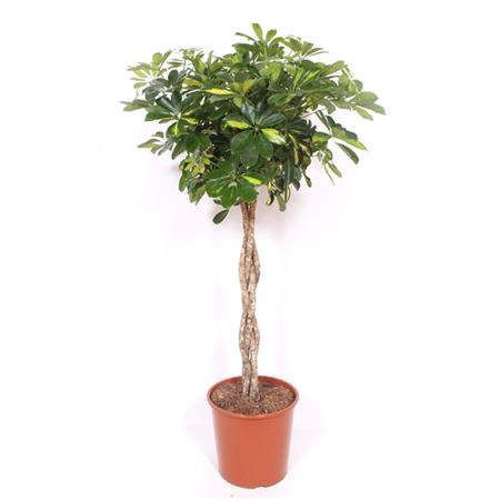 Schefflera Gold Capella Twisted Stem
