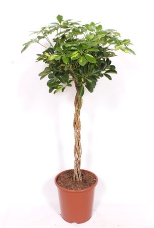 Schefflera Gold Capella Twisted Stem
