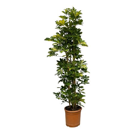 Schefflera Arboricola Gold Capella