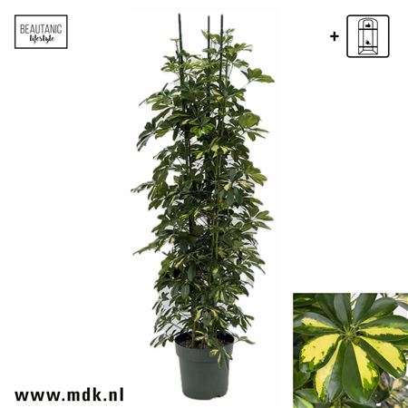 Schefflera Gold Capella 3pp
