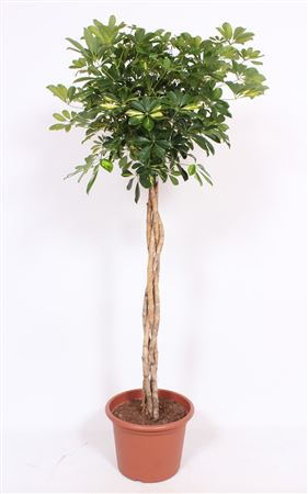 Schefflera Gold Capella Twisted Stem