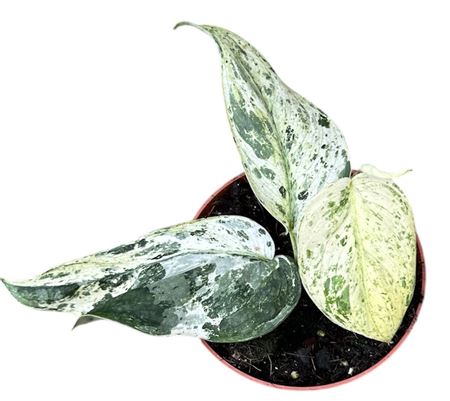 Scindapsus Jade Satin Marble