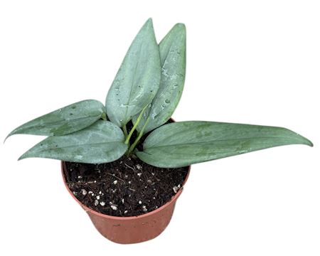 Scindapsus Hederaceus Silver