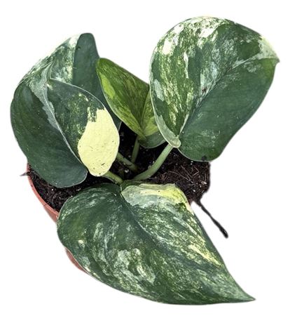 Scindapsus Jade Satin Aurea