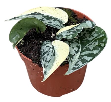 Scindapsus Mayari Variegata