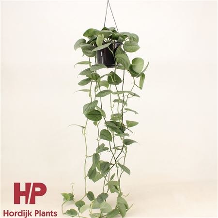 Scindapsus Silver Hero