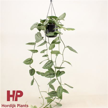 Scindapsus Silver Splash