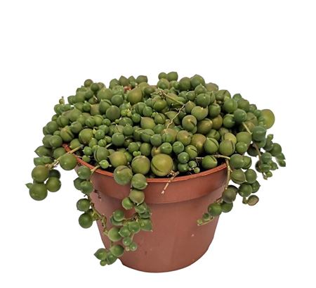 Senecio Rowleyanus