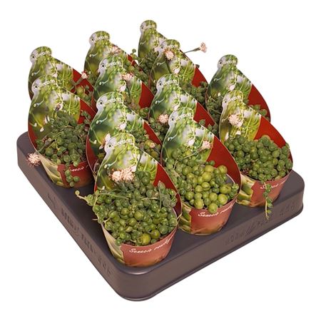 Senecio Rowleyanus Potcover