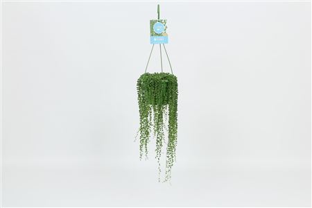 Senecio Rowleyanus Hangpot