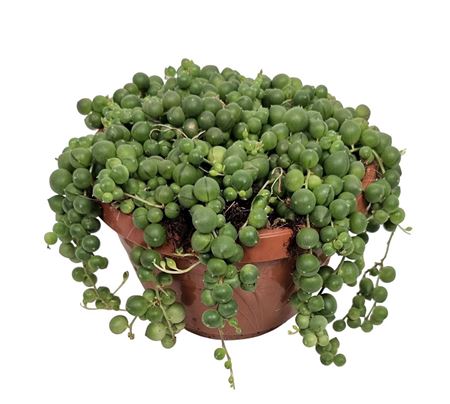 Senecio Rowleyanus
