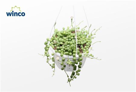 Senecio Rowleyanus 'string Of Pearls