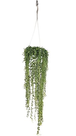 Senecio Rowleyanus Hanging Pot