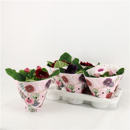 Sinningia Mix In New Tube