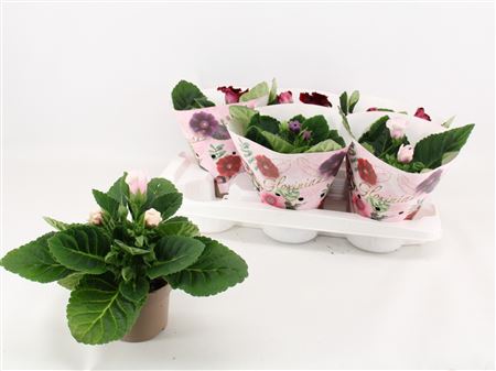 Sinningia / Gloxinia In Koker