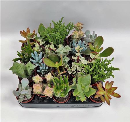 Succulenten Mix.