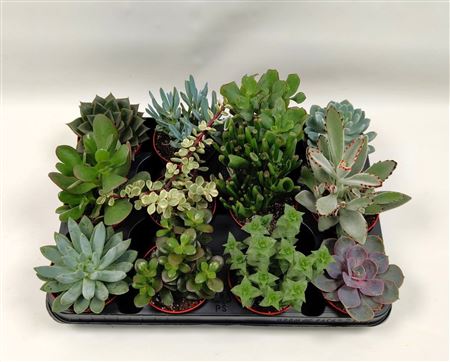 Succulenten Mix.