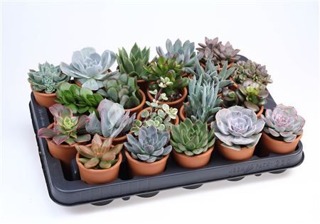 Succulent Mix In Rozenpot