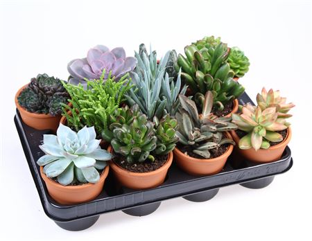 Succulent Mix In Rozenpot