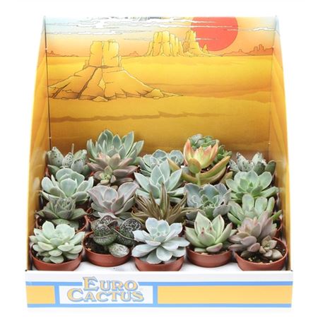 Succulent Mix In Showbox