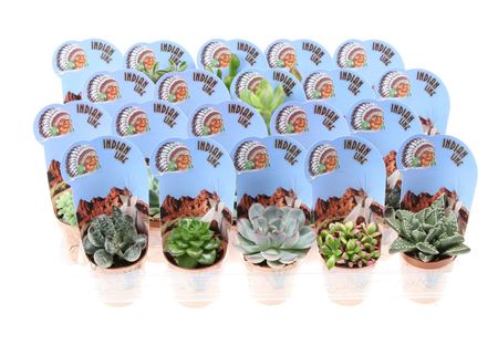 Succulent Mix Potcover Indian Line