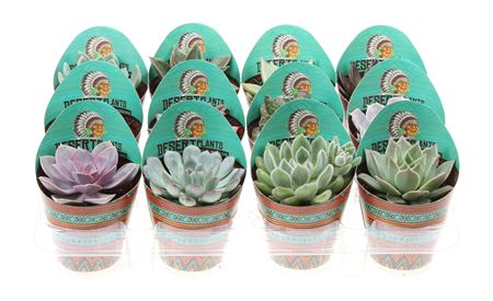Succulent Mix Potcover Desert Plants