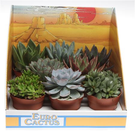 Succulent Mix In Showdoos