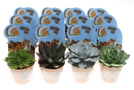 Succulent Mix Potcover Indian Line