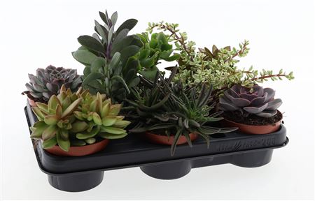 Succulenten Mix.