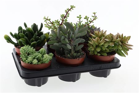 Succulenten Mix.