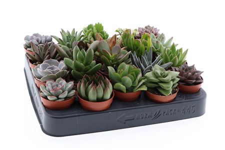 Succulenten Mix.
