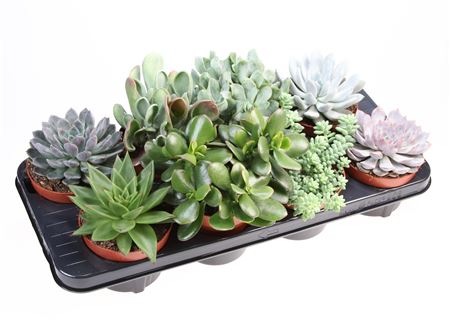 Succulenten Mix.