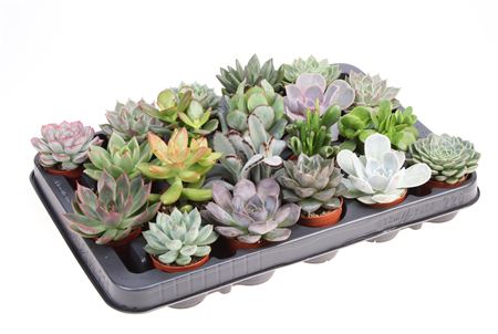 Succulent Mix Xl