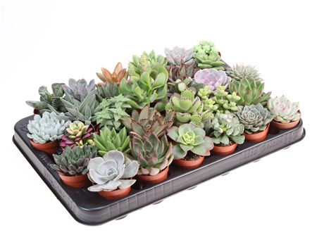 Succulenten Mix.