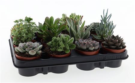 Succulenten Mix.