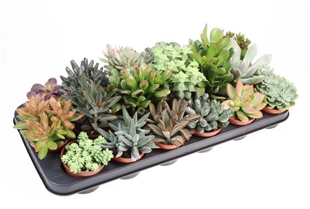 Succulenten Mix.
